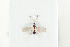  ( - HYMNI2136)  @11 [ ] CreativeCommons - Attribution Non-Commercial Share-Alike (2017) Arnstein Staverlokk Norwegian Institute of Nature Research