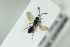  ( - HYMNI2231)  @11 [ ] CreativeCommons - Attribution Non-Commercial Share-Alike (2017) Arnstein Staverlokk Norwegian Institute of Nature Research
