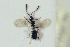  ( - HYMNI2178)  @11 [ ] CreativeCommons - Attribution Non-Commercial Share-Alike (2017) Arnstein Staverlokk Norwegian Institute of Nature Research