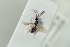  ( - HYMNI2232)  @11 [ ] CreativeCommons - Attribution Non-Commercial Share-Alike (2017) Arnstein Staverlokk Norwegian Institute of Nature Research