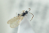  ( - HYMNI2235)  @11 [ ] CreativeCommons - Attribution Non-Commercial Share-Alike (2017) Arnstein Staverlokk Norwegian Institute of Nature Research