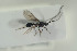  (Belyta seron - HYMNI1666)  @11 [ ] CreativeCommons - Attribution Non-Commercial Share-Alike (2016) Arnstein Staverlokk Norwegian Institute of Nature Research