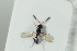  ( - HYMNI2238)  @12 [ ] CreativeCommons - Attribution Non-Commercial Share-Alike (2017) Arnstein Staverlokk Norwegian Institute of Nature Research