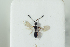  (Trichopria nigra - HYMNI2179)  @12 [ ] CreativeCommons - Attribution Non-Commercial Share-Alike (2017) Arnstein Staverlokk Norwegian Institute of Nature Research