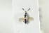  ( - HYMNI1958)  @13 [ ] CreativeCommons - Attribution Non-Commercial Share-Alike (2017) Arnstein Staverlokk Norwegian Institute of Nature Research