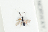  (Basalys longipennis - HYMNI2148)  @11 [ ] CreativeCommons - Attribution Non-Commercial Share-Alike (2017) Arnstein Staverlokk Norwegian Institute of Nature Research