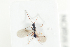  ( - HYMNI2149)  @11 [ ] CreativeCommons - Attribution Non-Commercial Share-Alike (2017) Arnstein Staverlokk Norwegian Institute of Nature Research
