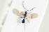  ( - HYMNI2151)  @11 [ ] CreativeCommons - Attribution Non-Commercial Share-Alike (2017) Arnstein Staverlokk Norwegian Institute of Nature Research
