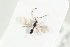  ( - HYMNI2152)  @11 [ ] CreativeCommons - Attribution Non-Commercial Share-Alike (2017) Arnstein Staverlokk Norwegian Institute of Nature Research