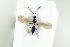  ( - HYMNI1963)  @11 [ ] CreativeCommons - Attribution Non-Commercial Share-Alike (2017) Arnstein Staverlokk Norwegian Institute of Nature Research
