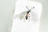  (Trichopria hyalinipennis - HYMNI1964)  @11 [ ] CreativeCommons - Attribution Non-Commercial Share-Alike (2017) Arnstein Staverlokk Norwegian Institute of Nature Research