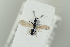 ( - HYMNI2249)  @11 [ ] CreativeCommons - Attribution Non-Commercial Share-Alike (2017) Arnstein Staverlokk Norwegian Institute of Nature Research