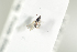  (Trichopria striata - HYMNI1965)  @11 [ ] CreativeCommons - Attribution Non-Commercial Share-Alike (2017) Arnstein Staverlokk Norwegian Institute of Nature Research