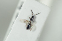  ( - HYMNI2250)  @11 [ ] CreativeCommons - Attribution Non-Commercial Share-Alike (2017) Arnstein Staverlokk Norwegian Institute of Nature Research