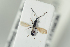  ( - HYMNI2251)  @11 [ ] CreativeCommons - Attribution Non-Commercial Share-Alike (2017) Arnstein Staverlokk Norwegian Institute of Nature Research