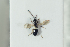  ( - HYMNI2180)  @11 [ ] CreativeCommons - Attribution Non-Commercial Share-Alike (2017) Arnstein Staverlokk Norwegian Institute of Nature Research