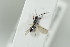  ( - HYMNI2252)  @12 [ ] CreativeCommons - Attribution Non-Commercial Share-Alike (2017) Arnstein Staverlokk Norwegian Institute of Nature Research