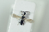  ( - HYMNI2254)  @12 [ ] CreativeCommons - Attribution Non-Commercial Share-Alike (2017) Arnstein Staverlokk Norwegian Institute of Nature Research