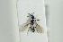  ( - HYMNI2257)  @12 [ ] CreativeCommons - Attribution Non-Commercial Share-Alike (2017) Arnstein Staverlokk Norwegian Institute of Nature Research