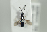  ( - HYMNI2258)  @12 [ ] CreativeCommons - Attribution Non-Commercial Share-Alike (2017) Arnstein Staverlokk Norwegian Institute of Nature Research