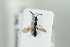  ( - HYMNI2261)  @12 [ ] CreativeCommons - Attribution Non-Commercial Share-Alike (2017) Arnstein Staverlokk Norwegian Institute of Nature Research