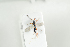  ( - HYMNI2086)  @11 [ ] CreativeCommons - Attribution Non-Commercial Share-Alike (2017) Arnstein Staverlokk Norwegian Institute of Nature Research