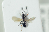  ( - HYMNI2181)  @11 [ ] CreativeCommons - Attribution Non-Commercial Share-Alike (2017) Arnstein Staverlokk Norwegian Institute of Nature Research