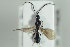  ( - HYMNI2263)  @11 [ ] CreativeCommons - Attribution Non-Commercial Share-Alike (2017) Arnstein Staverlokk Norwegian Institute of Nature Research