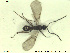  (Opazon apertum - HYMNI2562)  @11 [ ] CreativeCommons - Attribution Share-Alike (2019) NTNU University Museum, Department of Natural History NTNU University Museum, Department of Natural History