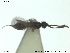  ( - HYMNI2563)  @11 [ ] CreativeCommons - Attribution Share-Alike (2019) NTNU University Museum, Department of Natural History NTNU University Museum, Department of Natural History