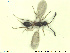  ( - HYMNI2564)  @11 [ ] CreativeCommons - Attribution Share-Alike (2019) NTNU University Museum, Department of Natural History NTNU University Museum, Department of Natural History