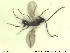  ( - HYMNI2565)  @11 [ ] CreativeCommons - Attribution Share-Alike (2019) NTNU University Museum, Department of Natural History NTNU University Museum, Department of Natural History