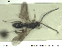 ( - HYMNI2572)  @11 [ ] CreativeCommons - Attribution Share-Alike (2019) NTNU University Museum, Department of Natural History NTNU University Museum, Department of Natural History