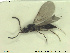  (Polypeza ciliata - HYMNI2583)  @11 [ ] CreativeCommons - Attribution Share-Alike (2019) NTNU University Museum, Department of Natural History NTNU University Museum, Department of Natural History