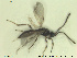  (Synacra atracta - HYMNI2593)  @11 [ ] CreativeCommons - Attribution Share-Alike (2019) NTNU University Museum, Department of Natural History NTNU University Museum, Department of Natural History