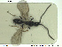  ( - HYMNI2603)  @11 [ ] CreativeCommons - Attribution Share-Alike (2019) NTNU University Museum, Department of Natural History NTNU University Museum, Department of Natural History