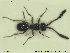  ( - HYMNI2612)  @11 [ ] CreativeCommons - Attribution Share-Alike (2019) NTNU University Museum, Department of Natural History NTNU University Museum, Department of Natural History