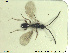  (Basalys semele - HYMNI2617)  @11 [ ] CreativeCommons - Attribution Share-Alike (2019) NTNU University Museum, Department of Natural History NTNU University Museum, Department of Natural History