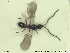  (Basalys luctuosa - HYMNI2621)  @11 [ ] CreativeCommons - Attribution Share-Alike (2019) NTNU University Museum, Department of Natural History NTNU University Museum, Department of Natural History