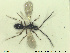  ( - HYMNI2637)  @11 [ ] CreativeCommons - Attribution Share-Alike (2019) NTNU University Museum, Department of Natural History NTNU University Museum, Department of Natural History