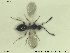  ( - HYMNI2638)  @11 [ ] CreativeCommons - Attribution Share-Alike (2019) NTNU University Museum, Department of Natural History NTNU University Museum, Department of Natural History