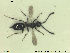  ( - HYMNI2641)  @11 [ ] CreativeCommons - Attribution Share-Alike (2019) NTNU University Museum, Department of Natural History NTNU University Museum, Department of Natural History