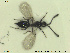  ( - HYMNI2642)  @11 [ ] CreativeCommons - Attribution Share-Alike (2019) NTNU University Museum, Department of Natural History NTNU University Museum, Department of Natural History