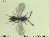  ( - HYMNI2643)  @11 [ ] CreativeCommons - Attribution Share-Alike (2019) NTNU University Museum, Department of Natural History NTNU University Museum, Department of Natural History