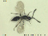  ( - HYMNI2644)  @13 [ ] CreativeCommons - Attribution Share-Alike (2019) NTNU University Museum, Department of Natural History NTNU University Museum, Department of Natural History