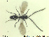  ( - HYMNI2645)  @11 [ ] CreativeCommons - Attribution Share-Alike (2019) NTNU University Museum, Department of Natural History NTNU University Museum, Department of Natural History