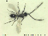  ( - HYMNI2646)  @11 [ ] CreativeCommons - Attribution Share-Alike (2019) NTNU University Museum, Department of Natural History NTNU University Museum, Department of Natural History