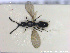  ( - HYMNI2652)  @11 [ ] Creative Commons  Attribution Non-Commercial Share-Alike (2020) NTNU University Museum, Department of Natural History NTNU University Museum, Department of Natural History