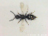  ( - HYMNI2663)  @11 [ ] Creative Commons  Attribution Non-Commercial Share-Alike (2020) NTNU University Museum, Department of Natural History NTNU University Museum, Department of Natural History