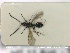  ( - HYMNI2711)  @11 [ ] Creative Commons  Attribution Non-Commercial Share-Alike (2020) NTNU University Museum, Department of Natural History Unspecified
